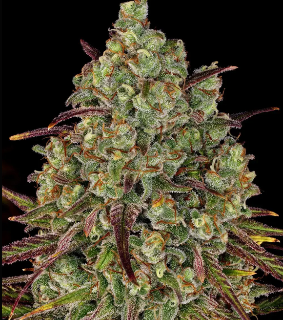 Tangerine Dream Clone