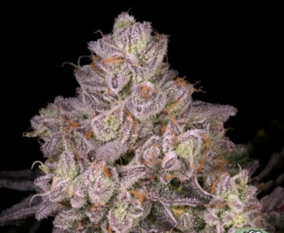 Not For Sale Clone