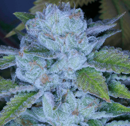 Face On Fire Clone