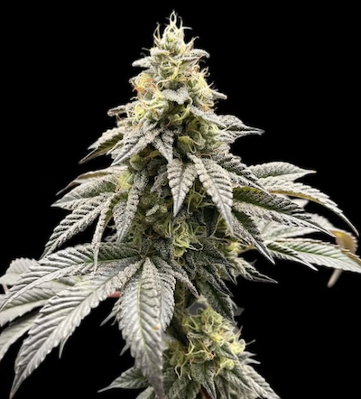 GMO Cookies Clone