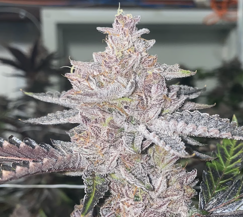 Cherry Paloma Clone