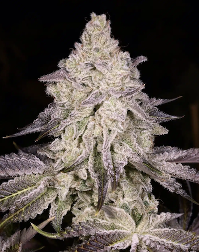 Dark Rainbow Clone