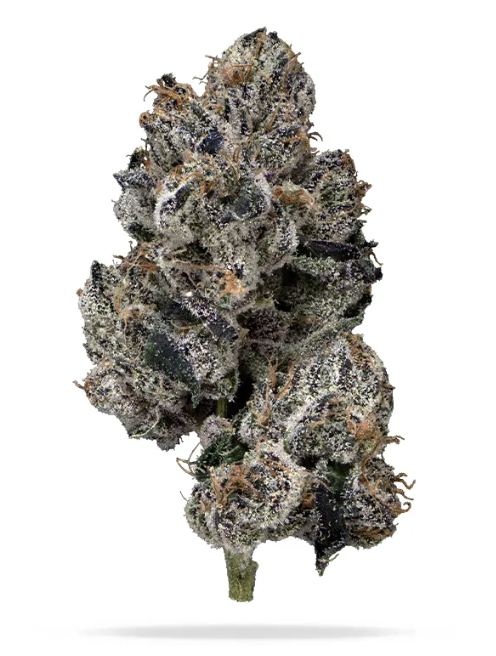 Lemon Guava Clone