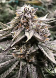 Lithium OG Clone