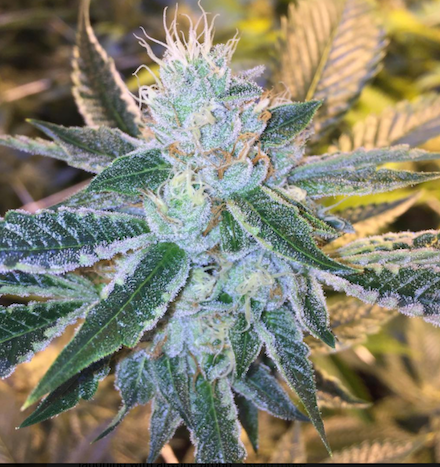 Hard Candy Clone