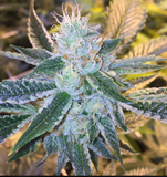Hard Candy Clone