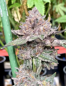 Bubblegum Gelato Clone