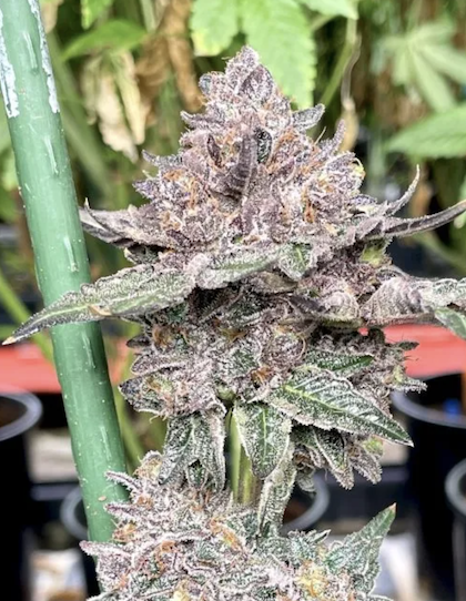 Bubblegum Gelato Clone