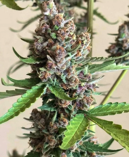 Lemon Cherry Melonz Clone