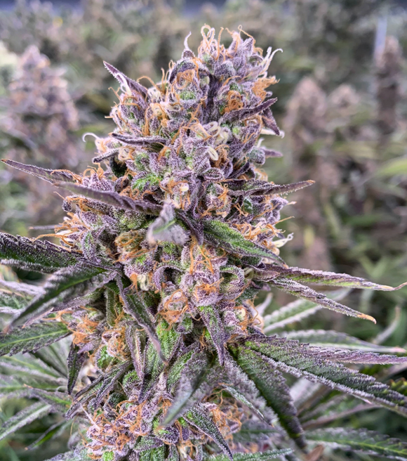Zkittles Clone