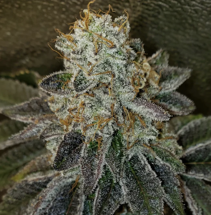 White Wedding Clone