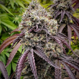 G Code Clone