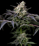 GMO Cookies Clone