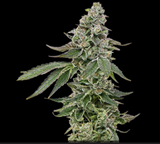 Grease Monkey Clone