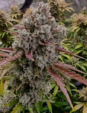 Rainbow Runtz Clone