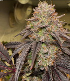 Lemon Cherry Gelato Clone