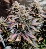 Mimosa Clone