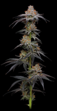Mimosa Clone
