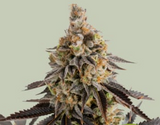 Monster Cookies Clone