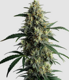 Northern Lights Clone