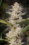 Oreoz Clone