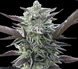 Oreoz Clone