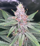 Lavender Clone