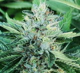 Platinum OG Clone