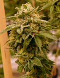 Platinum OG Clone