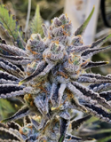 Platinum Punch Clone