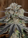 Platinum Punch Clone