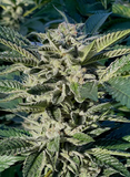 Strawberry Cough Clone
