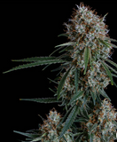 Super Lemon Haze Clone