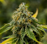 Super Lemon Haze Clone
