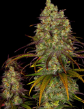 Tangerine Dream Clone