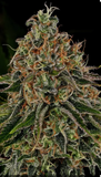 Tangerine Dream Clone