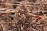 Tropicana Cherry Clone
