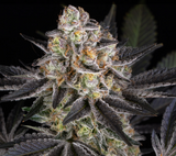 White Runtz Clone