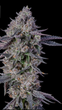 White Runtz Clone