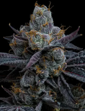 White Runtz Clone