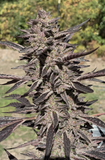 White Runtz Clone