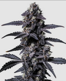 Zoap Clone