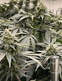 Papaya Bomb Clone