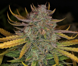 Night Owl - Deep Space 91 Auto