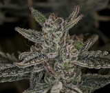 Night Owl - Mulberry F3 Auto