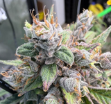 Night Owl - Deja Blue Auto