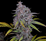 Night Owl - Purple Strawberry Popesicle Auto