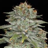 Night Owl - Crinkled Cookies Auto