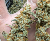 Night Owl - Grape Deebo Auto