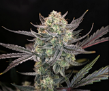 Night Owl - Space Station Violet Auto